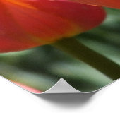 Die orangefarbenen Tulips Poster (Ecke)