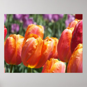 Die orangefarbenen Tulips Poster