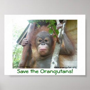 Die Orangutanen gerettet Poster