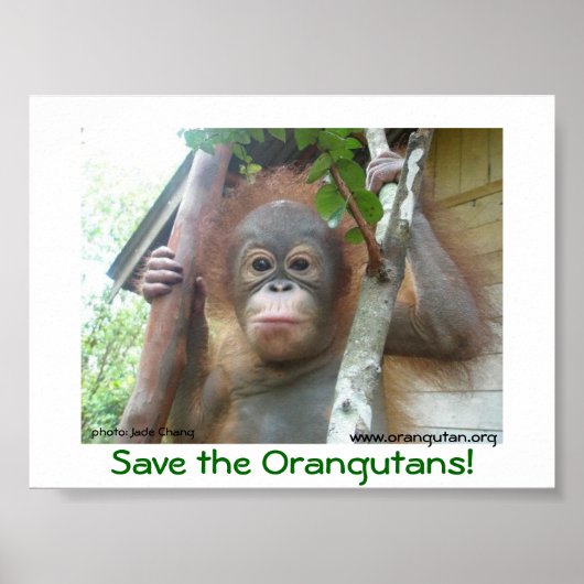 Die Orangutanen gerettet Poster (Vorne)
