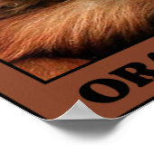 Die Orangutanen gerettet Poster (Ecke)