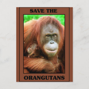 Die Orangutanen gerettet Postkarte