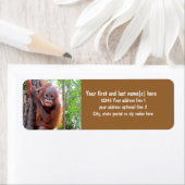 Die Orangutans mit Baby Uttuh gerettet (Insitu)