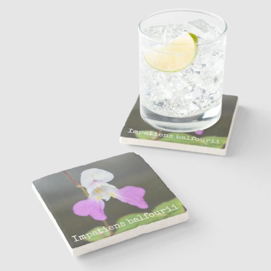 Die Orchidee des armen Mannes botanisch Steinuntersetzer (Seitenansicht)