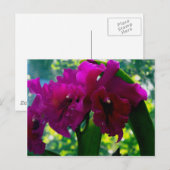 Die Orchideen Postkarte (Vorne/Hinten)