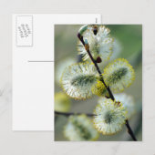 Die Osterkatkins - Postkarte (Vorne/Hinten)