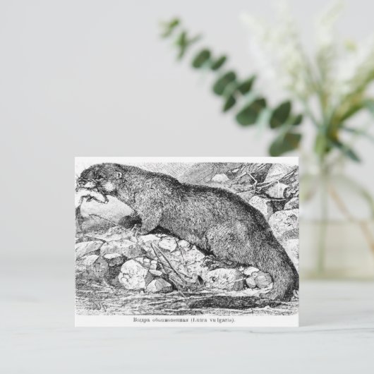 Die Otter Postkarte (Stehend Vorderseite)