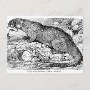 Die Otter Postkarte