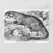 Die Otter Postkarte (Vorderseite)