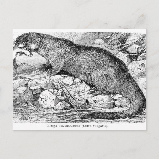 Die Otter Postkarte (Vorderseite)