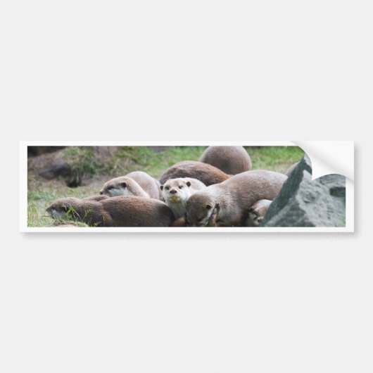 Die Otterfamilie Autoaufkleber (Vorne)