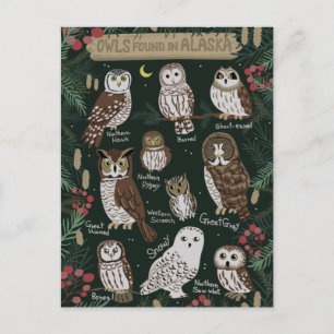 Die Owls in der Alaska Postcard Postkarte