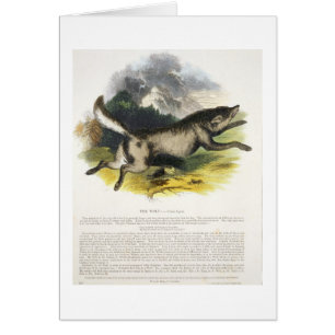 Die pädagogische Illustrations-PU des Wolfs (Canis