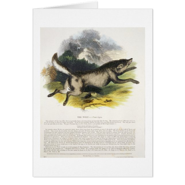 Die pädagogische Illustrations-PU des Wolfs (Canis (Vorne)
