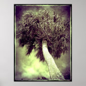 Die Palme Poster (Vorne)