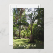 Die Palmen von Boca Chica Postkarte (Vorne/Hinten)