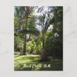 Die Palmen von Boca Chica Postkarte