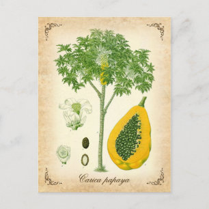 Die Papaya - Vintage-Illustration Postkarte