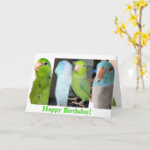 Die Parrotlets alles- Gute zum Karte (Gelbe Blume)