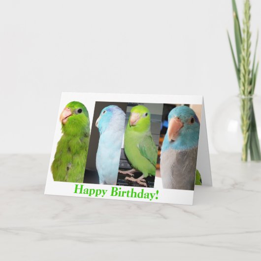 Die Parrotlets alles- Gute zum Karte (Vorderseite)