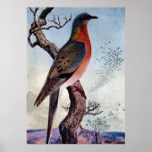 Die Passagiertaube Poster (Vorne)