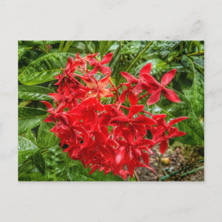 die Pentas-Postkarte Postkarte