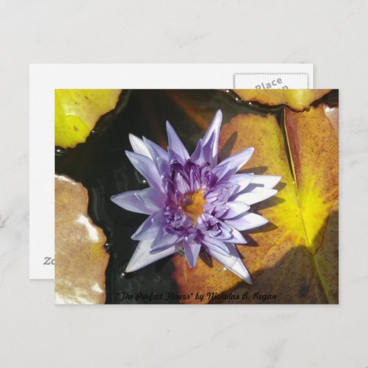 Die perfekte Blume Postkarte (Vorne/Hinten)