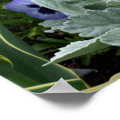 Die perfekte Pansy Poster (Ecke)