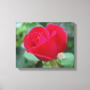 Die perfekte Rose! Leinwanddruck