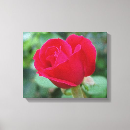 Die perfekte Rose! Leinwanddruck (Vorderseite)