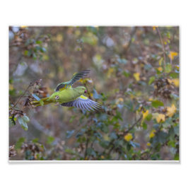 Die Perücke Fotodruck