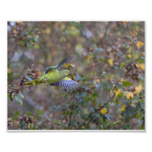 Die Perücke Fotodruck (Vorne)