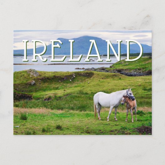 Die Pferde von Connemara | Galway, Irland Postkarte (Vorderseite)