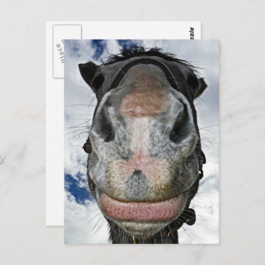 Die Pferdnase weiß! Lächelndes Pferd Postkarte (Vorne/Hinten)