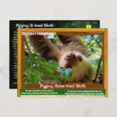 Die Pgymy ThreeToed Sloth ist von entscheidender B Postkarte (Vorne/Hinten)