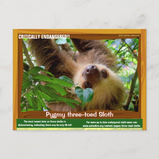 Die Pgymy ThreeToed Sloth ist von entscheidender B Postkarte (Vorderseite)