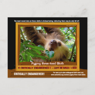 Die Pgymy ThreeToed Sloth ist von entscheidender B Postkarte