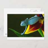 Die Phantastische Chameleon Postkarte (Vorne/Hinten)