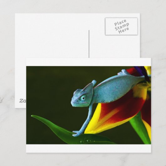 Die Phantastische Chameleon Postkarte (Vorne/Hinten)