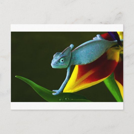 Die Phantastische Chameleon Postkarte (Vorderseite)