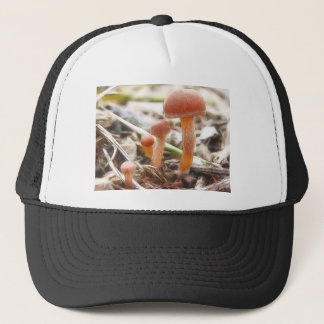 Die Pilz-Familie Truckerkappe