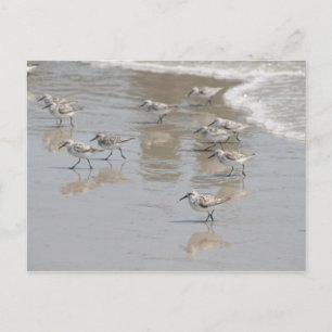 die Piper Postkarte