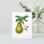 Die Pitmaston-Birne Postkarte (Stehend Vorderseite)