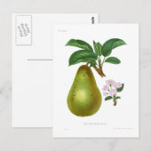 Die Pitmaston-Birne Postkarte (Vorne/Hinten)