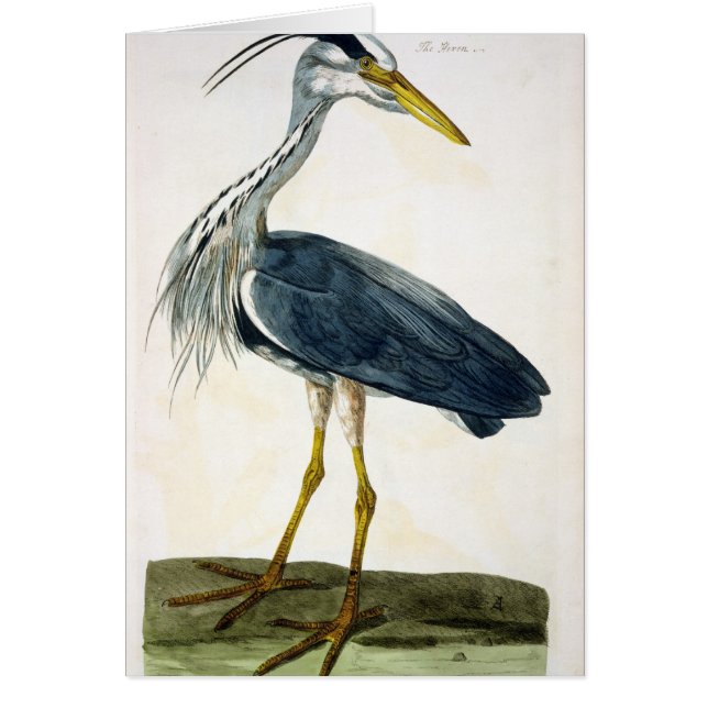 Die Platte des Reihers (Ardea cinerea) 'von den (Vorne)