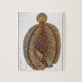 Die Platte XLVI Argus-Scholle (Pleuronectes Argus) Puzzle (Vertikal)