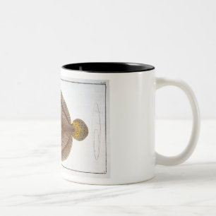 Die Platte XLVI Argus-Scholle (Pleuronectes Argus) Zweifarbige Tasse