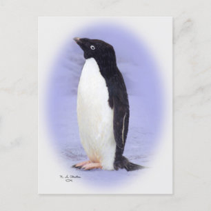 Die Postkarte Ade'lie Pinguin