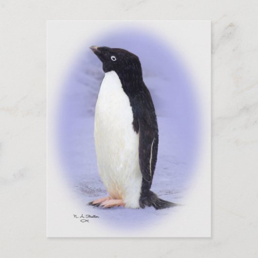Die Postkarte Ade'lie Pinguin (Vorderseite)