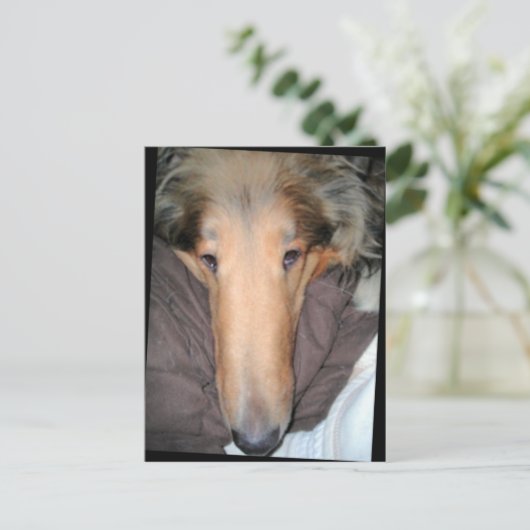 Die Postkarte Collie NOSE (Stehend Vorderseite)